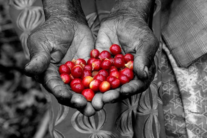 Rwandan Coffee Experience - Key highlights worth planning for