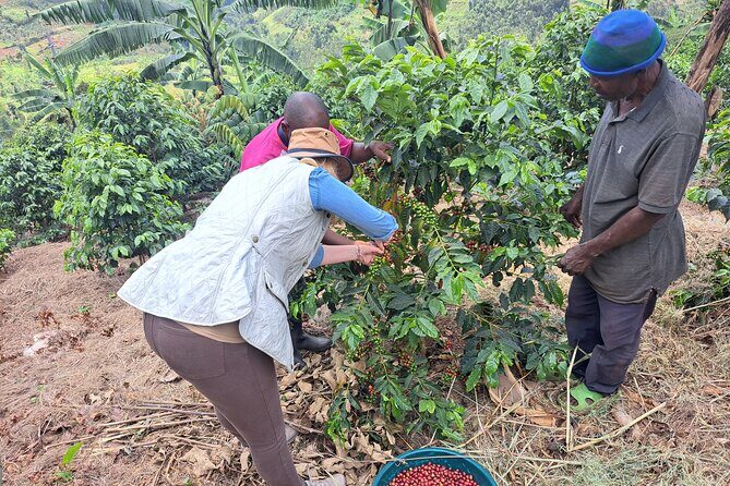 Tea and coffee tours - A closer look at the Kinunu coffee washing station stop